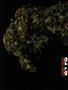 Page: - 42 | High Times