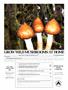 Page: - 83 | High Times
