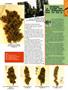 Page: - 36 | High Times