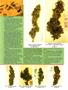 Page: - 37 | High Times