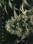 Page: - 42 | High Times