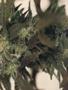 Page: - 43 | High Times