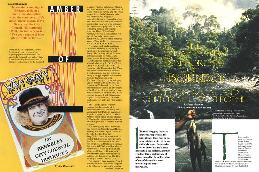 THE DISAPPEARING RAINFORESTS OF BORNEO