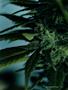 Page: - 42 | High Times
