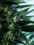 Page: - 43 | High Times