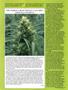 Page: - 40 | High Times