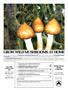 Page: - 83 | High Times