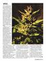 Page: - 67 | High Times