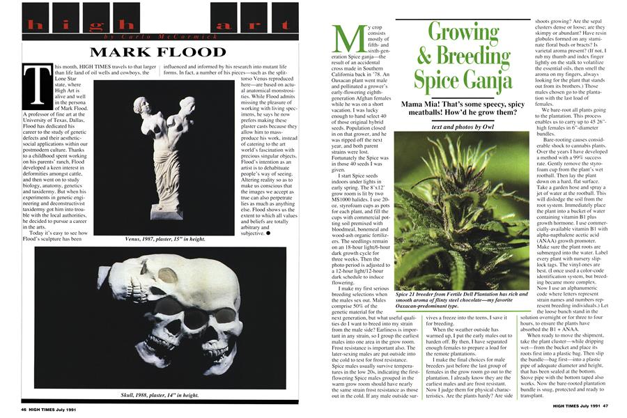 Growing & Breeding Spice Ganja