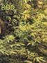 Page: - 43 | High Times