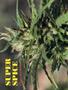Page: - 40 | High Times