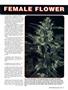 Page: - 43 | High Times