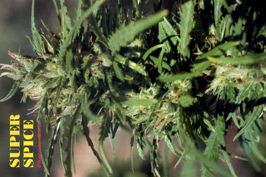 SEX AND THE FEMALE FLOWER