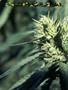 Page: - 42 | High Times