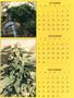 Page: - 44_d | High Times
