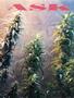 Page: - 48 | High Times
