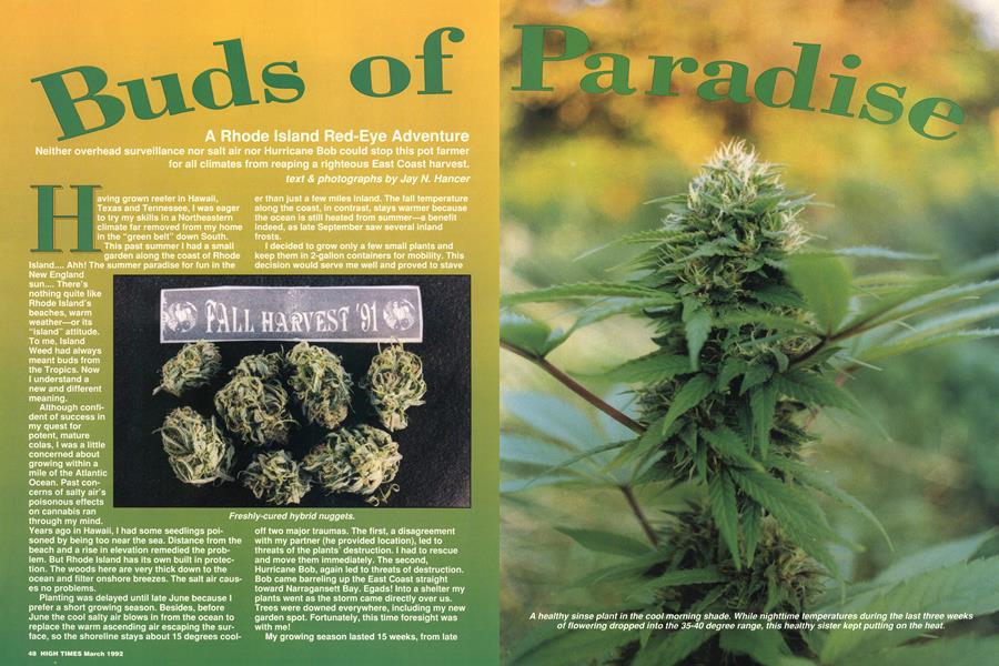 Buds of Paradise
