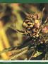 Page: - 36 | High Times