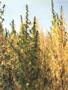 Page: - 35 | High Times