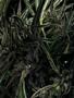Page: - 43 | High Times