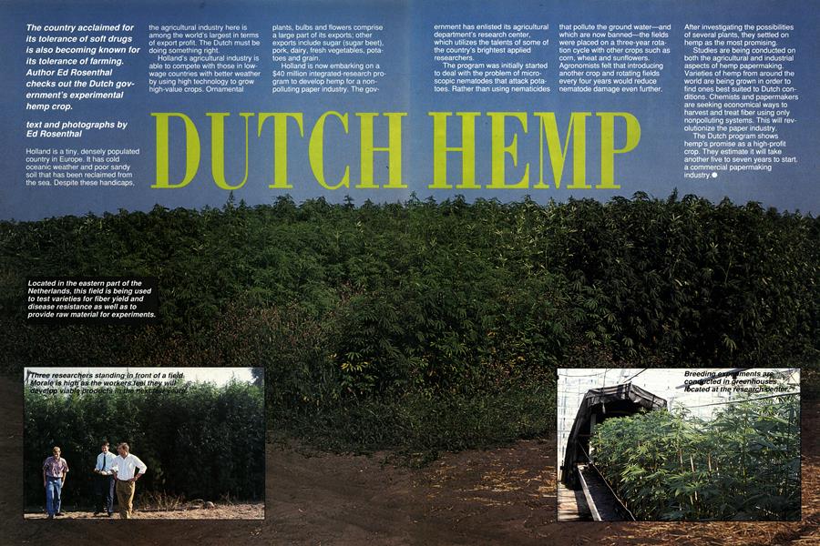 DUTCH HEMP