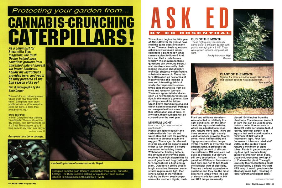 Protecting your garden from... CANNABIS-CRUNCHING CATERPILLARS!