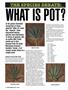 Page: - 74 | High Times