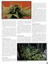 Page: - 75 | High Times
