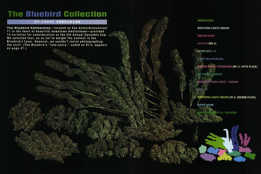 The Bluebird Collection