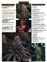 Page: - 4 | High Times