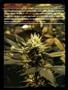 Page: - 41 | High Times