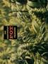 Page: - 42 | High Times
