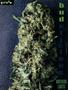 Page: - 67 | High Times
