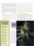 Page: - 71 | High Times