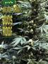 Page: - 67 | High Times