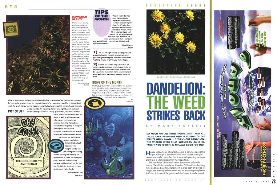 DANDELION: THE WEED STRIKES BACK