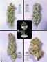 Page: - 42 | High Times