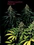 Page: - 42 | High Times