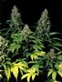 Page: - 43 | High Times