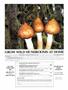 Page: - 44 | High Times