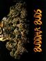 Page: - 51 | High Times