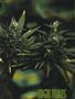 Page: - 51 | High Times