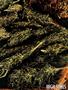 Page: - 51 | High Times