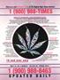 Page: - 3 | High Times