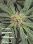 Page: - 75 | High Times