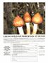 Page: - 81 | High Times