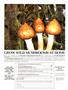 Page: - 81 | High Times