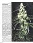 Page: - 54 | High Times