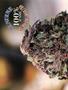 Page: - 50 | High Times