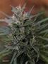 Page: - 52 | High Times